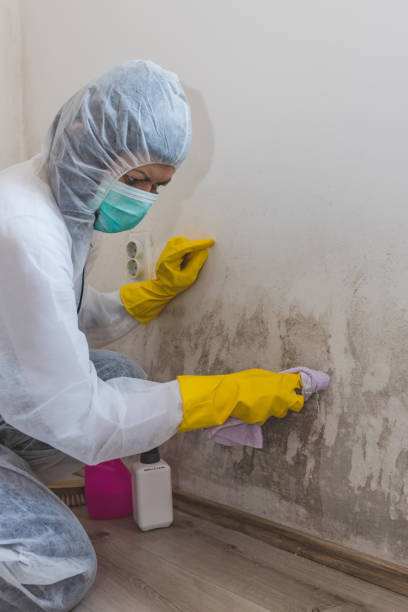 Trusted Auburn, NE Mold Removal Experts